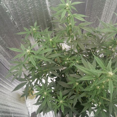 Amirani Auto - Caucasian  growlog timeline photo