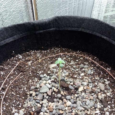 Gorilla Glue Auto Barney's Farm  growlog timeline photo