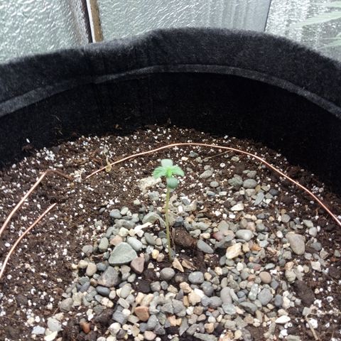 Gorilla Glue Auto Barney's Farm  growlog timeline photo
