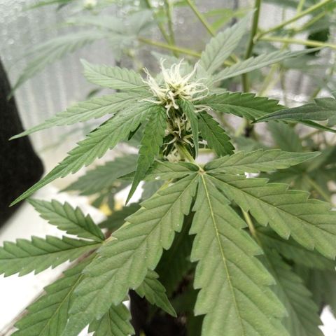 Amirani Auto - Caucasian  growlog timeline photo