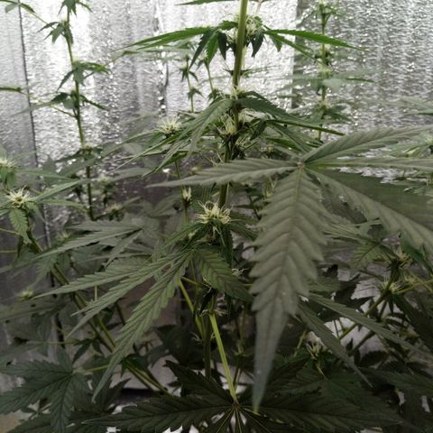 Amirani Auto - Caucasian  growlog timeline photo