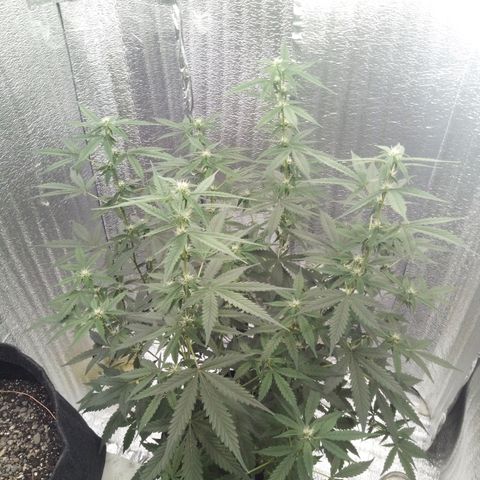 Amirani Auto - Caucasian  growlog timeline photo