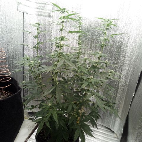 Amirani Auto - Caucasian  growlog timeline photo