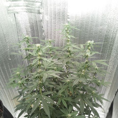 Amirani Auto - Caucasian  growlog timeline photo