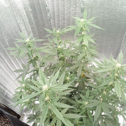 Amirani Auto - Caucasian  growlog timeline photo