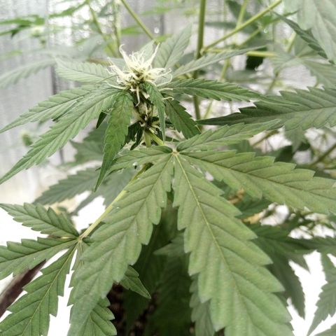 Amirani Auto - Caucasian  growlog timeline photo