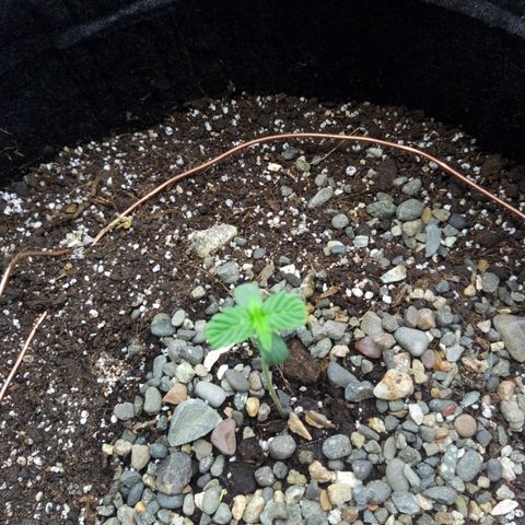 Gorilla Glue Auto Barney's Farm  growlog timeline photo