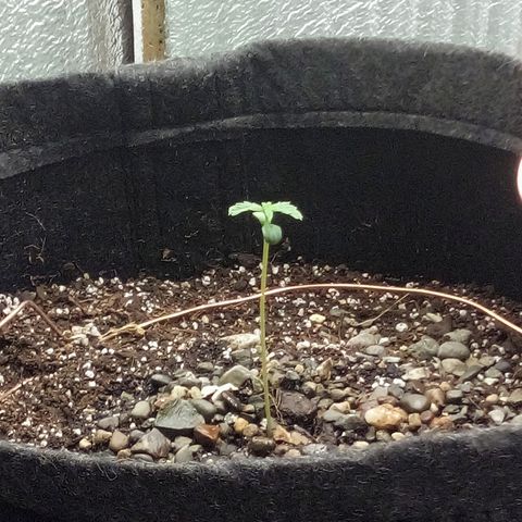 Gorilla Glue Auto Barney's Farm  growlog timeline photo