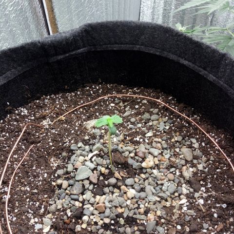 Gorilla Glue Auto Barney's Farm  growlog timeline photo