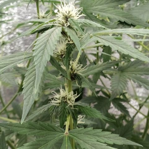 Amirani Auto - Caucasian  growlog timeline photo