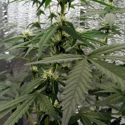 Amirani Auto - Caucasian  growlog timeline photo