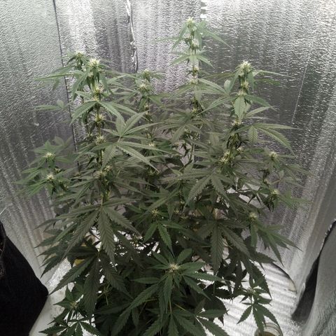 Amirani Auto - Caucasian  growlog timeline photo