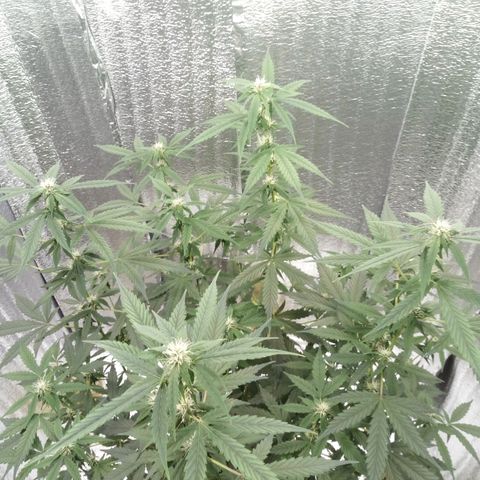 Amirani Auto - Caucasian  growlog timeline photo
