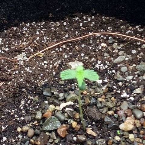 Gorilla Glue Auto Barney's Farm  growlog timeline photo