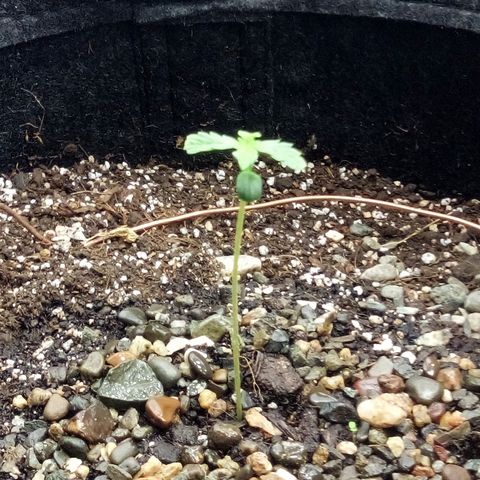 Gorilla Glue Auto Barney's Farm  growlog timeline photo
