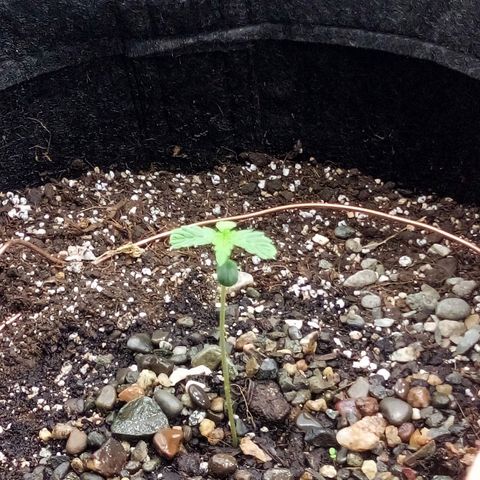 Gorilla Glue Auto Barney's Farm  growlog timeline photo
