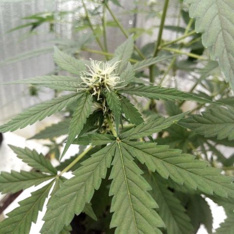 Amirani Auto - Caucasian  growlog timeline photo