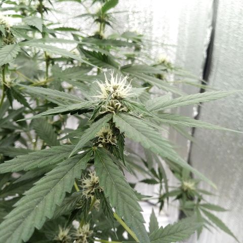 Amirani Auto - Caucasian  growlog timeline photo