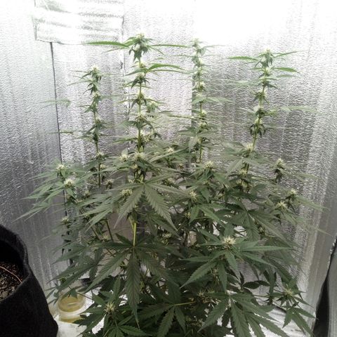 Amirani Auto - Caucasian  growlog timeline photo