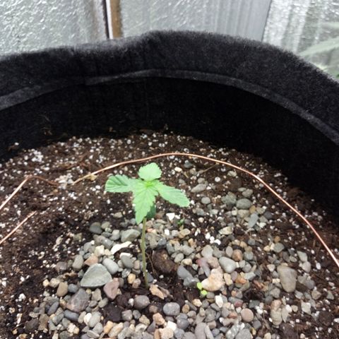 Gorilla Glue Auto Barney's Farm  growlog timeline photo