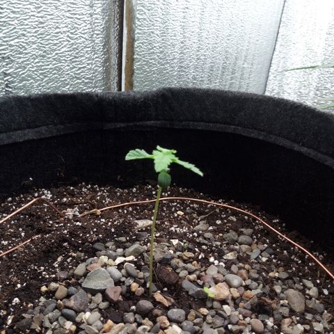 Gorilla Glue Auto Barney's Farm  growlog timeline photo