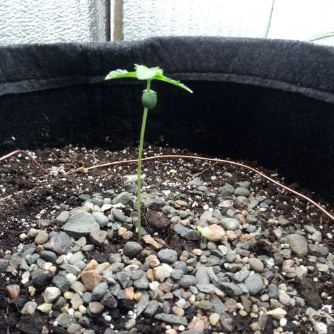 Gorilla Glue Auto Barney's Farm  growlog timeline photo