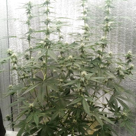 Amirani Auto - Caucasian  growlog timeline photo