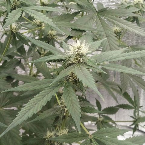 Amirani Auto - Caucasian  growlog timeline photo