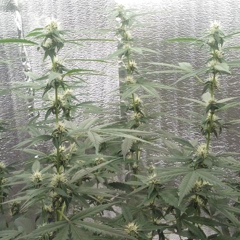 Amirani Auto - Caucasian  growlog timeline photo