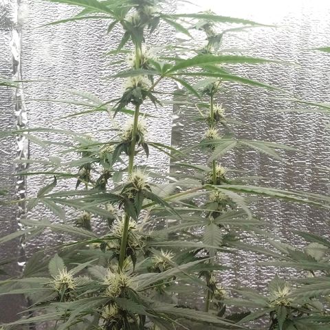 Amirani Auto - Caucasian  growlog timeline photo