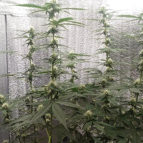 Amirani Auto - Caucasian  growlog timeline photo