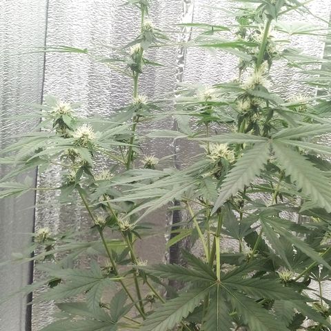 Amirani Auto - Caucasian  growlog timeline photo