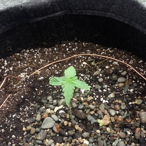 Gorilla Glue Auto Barney's Farm  growlog timeline photo