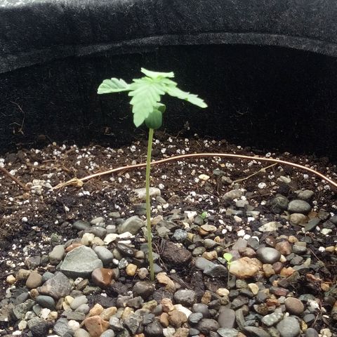 Gorilla Glue Auto Barney's Farm  growlog timeline photo