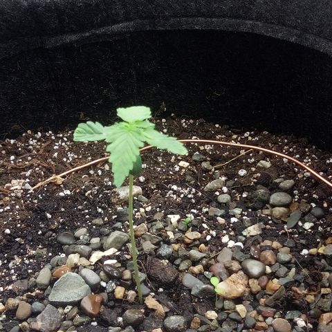Gorilla Glue Auto Barney's Farm  growlog timeline photo