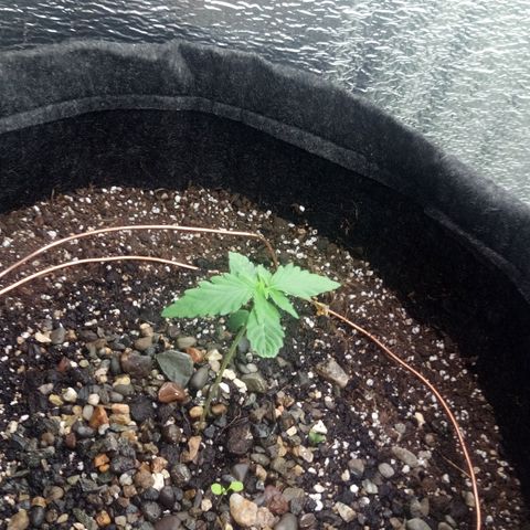 Gorilla Glue Auto Barney's Farm  growlog timeline photo