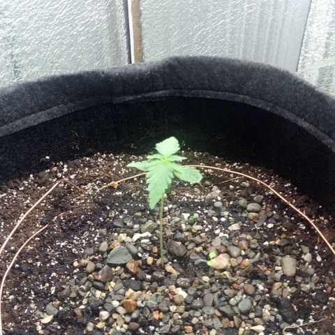 Gorilla Glue Auto Barney's Farm  growlog timeline photo
