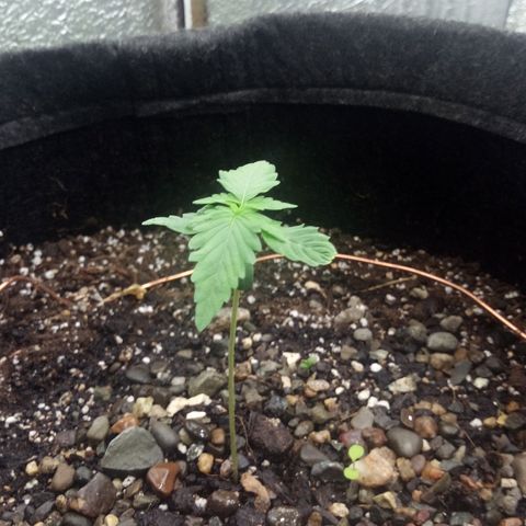 Gorilla Glue Auto Barney's Farm  growlog timeline photo