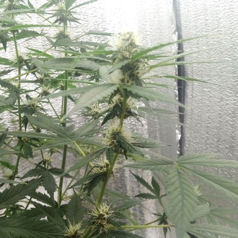Amirani Auto - Caucasian  growlog timeline photo