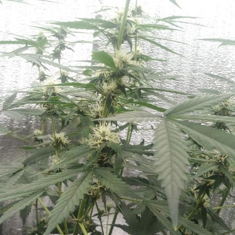 Amirani Auto - Caucasian  growlog timeline photo