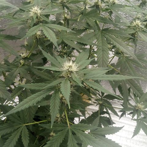 Amirani Auto - Caucasian  growlog timeline photo