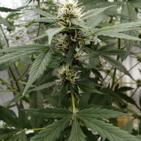 Amirani Auto - Caucasian  growlog timeline photo
