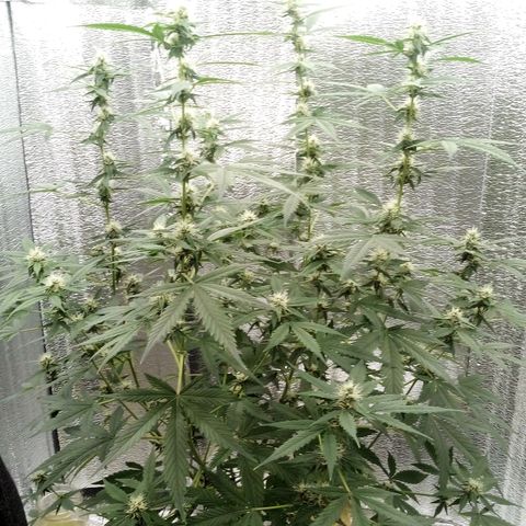 Amirani Auto - Caucasian  growlog timeline photo