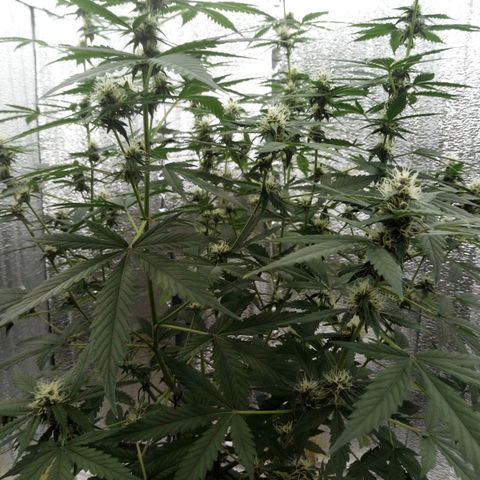 Amirani Auto - Caucasian  growlog timeline photo