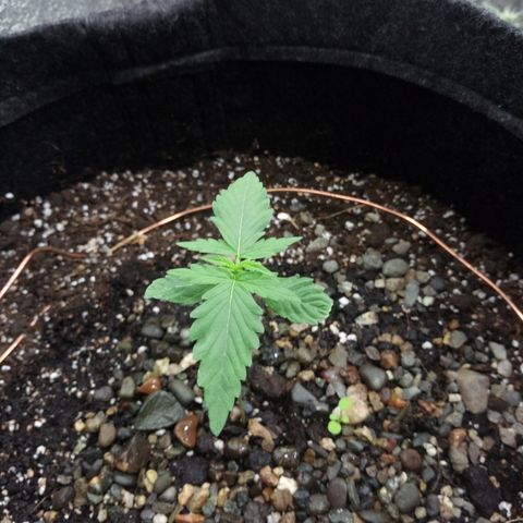Gorilla Glue Auto Barney's Farm  growlog timeline photo