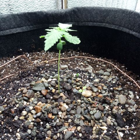 Gorilla Glue Auto Barney's Farm  growlog timeline photo