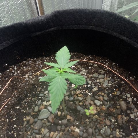 Gorilla Glue Auto Barney's Farm  growlog timeline photo