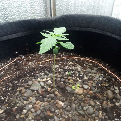 Gorilla Glue Auto Barney's Farm  growlog timeline photo