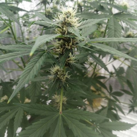 Amirani Auto - Caucasian  growlog timeline photo