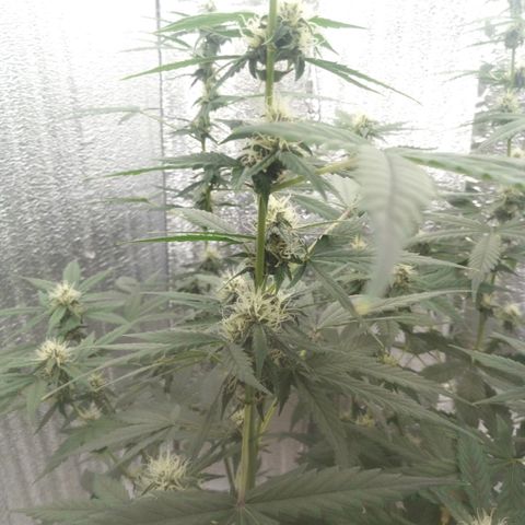Amirani Auto - Caucasian  growlog timeline photo